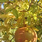 Isola Natura Farm Retreat Sardinia *