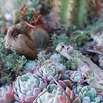 Feriehus Isola Natura Farm Retreat Sardinia *